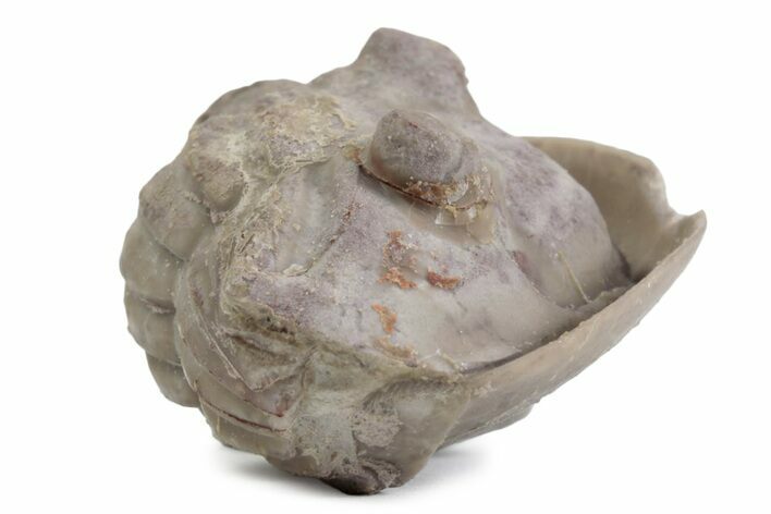 Bargain, Enrolled Asaphus Trilobite - Russia #363243